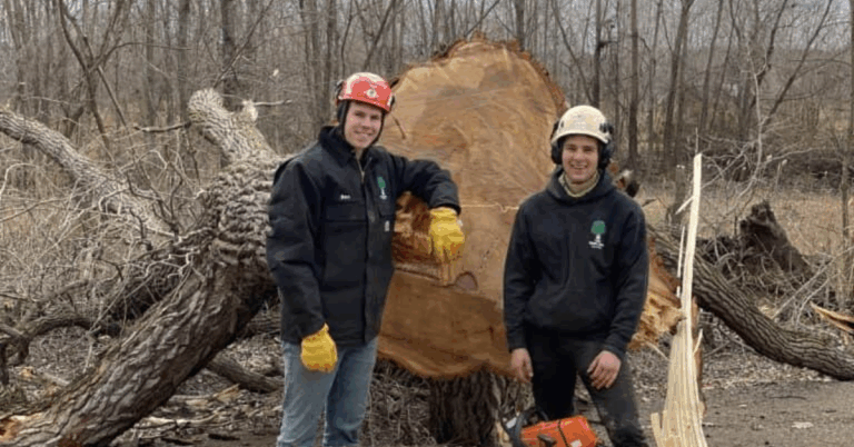 Tree Trim Services Near Me – Why Professional Care Matters for Your Trees