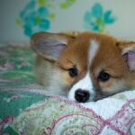 Reddybook: Revolutionizing Digital Publishing and Community Engagement in India