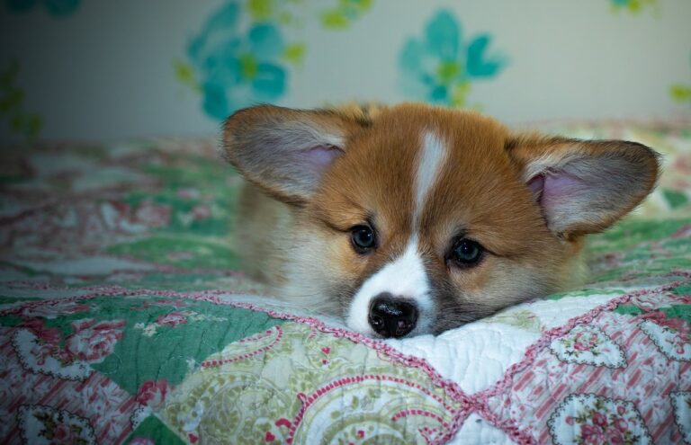 Reddybook: Revolutionizing Digital Publishing and Community Engagement in India